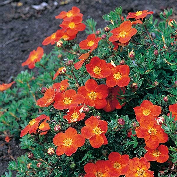 Особенности ухода за растением